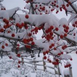 winter-king-hawthorn-fruit