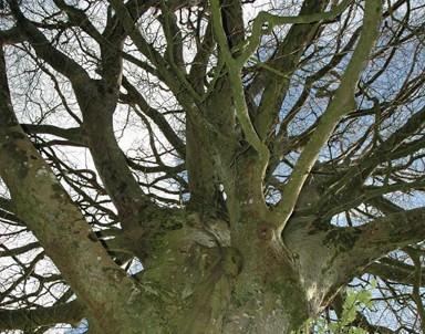 img-mature-tree-branching