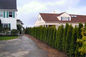 Evergreen trees can provide year round privacy for your family