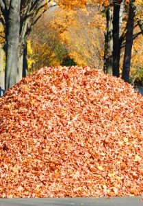 big_pile_of_leaves