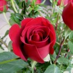 red rose (11)