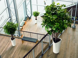 best-indoor-plants